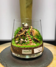 画像をギャラリービューアに読み込む, 貝殻屋根の小さなお家 のっぽS(バニラホワイト)〜テラリウム向け貝殻オブジェ(防水加工済)