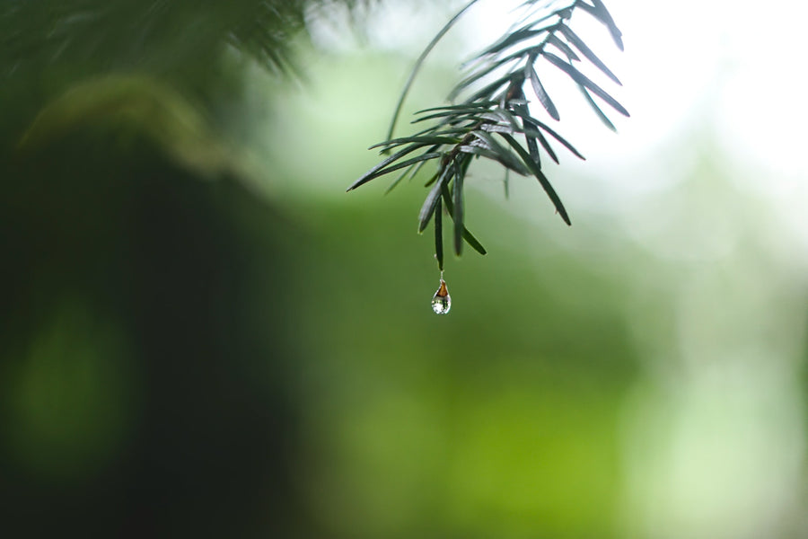 晴耕雨読☂️