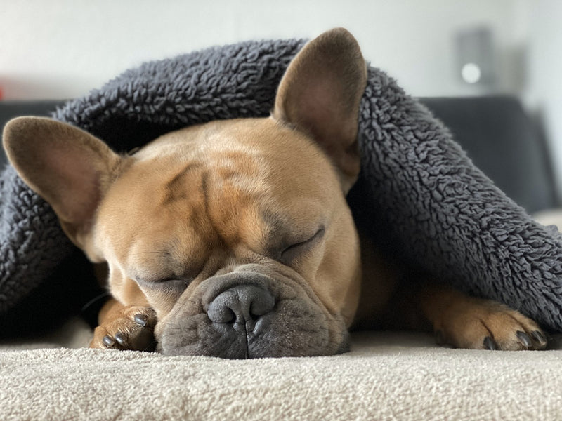 疲れが溜まっている日🐕