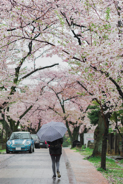 私流-雨の日の桜の楽しみ方-