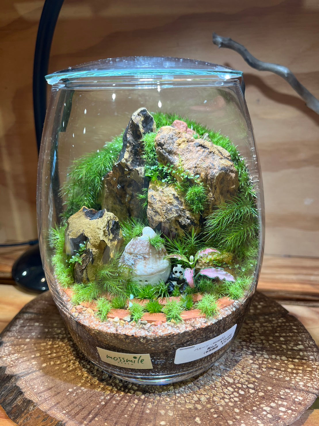 ￼￼ほら貝　￼貝殻　インテリア　625g 約35cm￼ ホネガイM（骨貝） 貝殻 インテリア 約10〜12cm : 海洋工房
